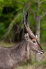 Portrait of a waterbuck-Kobus ellipsiprymnus Okavango Delta-Botswana Art Print